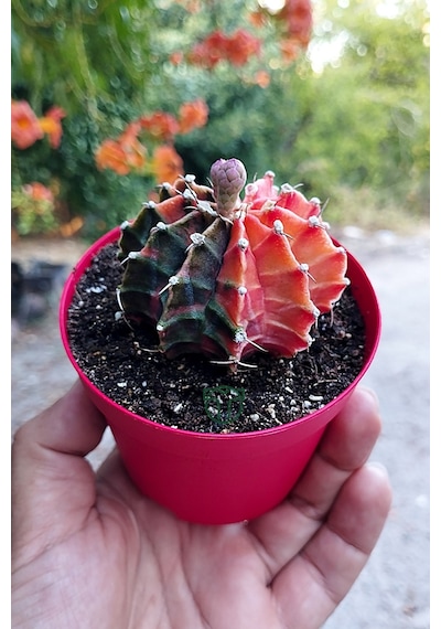 Gymnocalycium Mihanovichii Variegata Köklü Çok Renkli