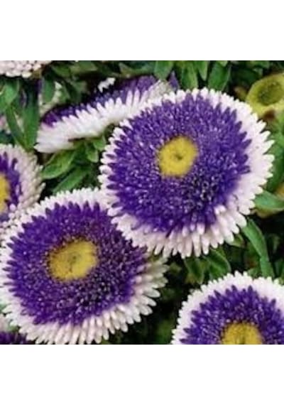 10 Adet Tohum Aster Çiçeği Tohumu Saksı Toprak