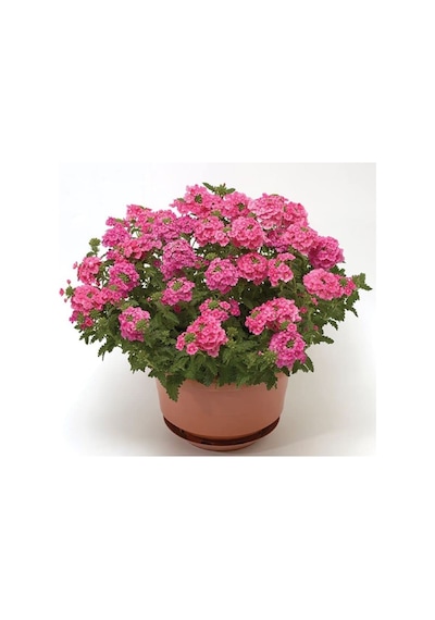 Pembe Mine Çiçeği F1 Tohumu 20 Tohum 58906173