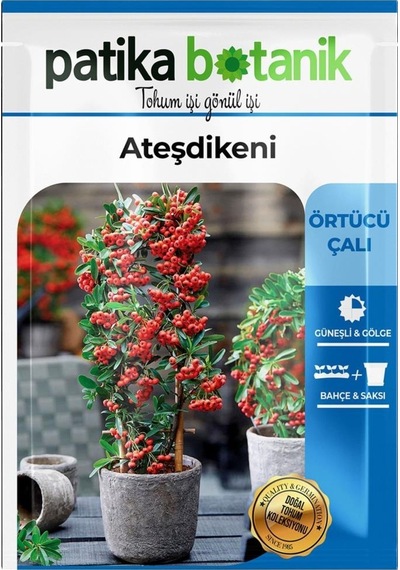 15 Adet Ateşdikeni Ağaç Tohumu
