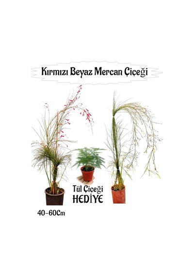 Kırmızı Mercan-beyaz Mercan Çiçeği 2 Adet+ Tül Çiçeği Hediyeli Bahçe Bitkisi