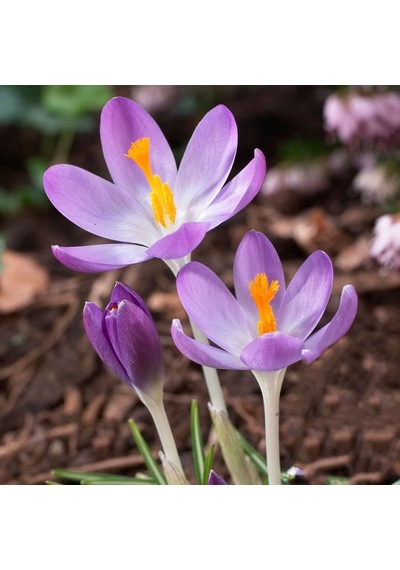 Mor Barr’S Purple Tommasianus Çiğdem Soğanı5 Adet