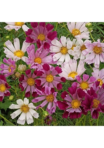 30+Karışık Çiçekli Cosmos Deniz Kabuğu Tohumu N111253