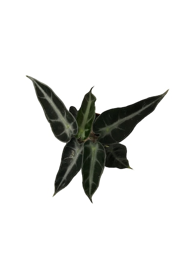 Alocasia Bambino Fil Kulağı