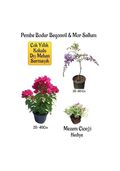Pembe Bodur Begonvil+mor Salkım Ağacı Fidanı Mezem Çiçeği Bahçe Peyzaj Seti
