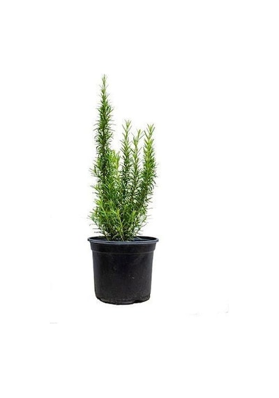 Biberiye Kuşdili Fidanı 5 Adet 20-30 Cm