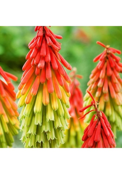 Fener Çiçeği Tohumu Kniphofia Uvaria Tohumu Ekim Seti 10 Adet Tohum + Saksı + Toprak