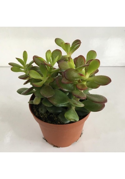 Küçük Boy Crassula Ovata Para Çiçeği 10-20 Cm