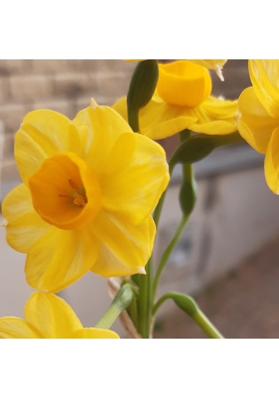 Garden Opera Narcissus Nergis Çiçeği Soğanı 3 Adet