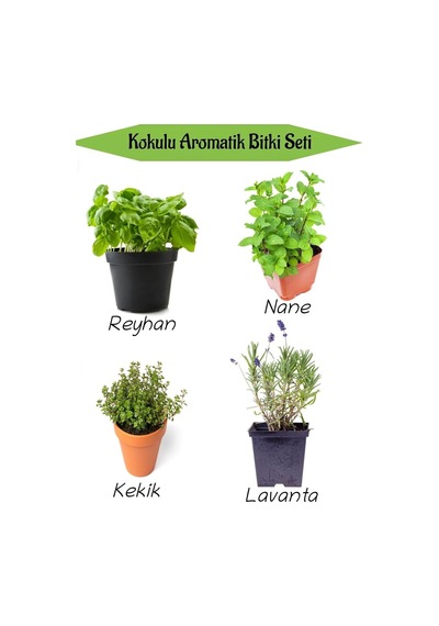 Aromatik Kokulu Mutfak Seti Reyhan+nane Fidanı+kekik+lavanta Fidesi 4 Adet, Bts010na0821