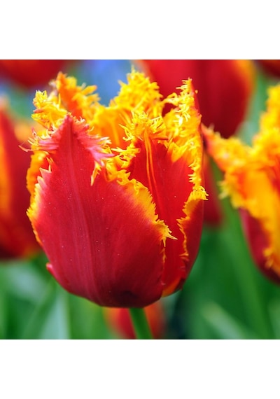 Fringed Beauty Fırfırlı Lale Soğanı 5  Adet