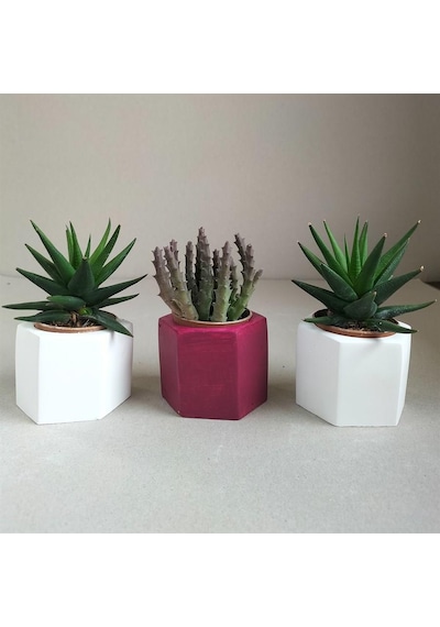 Haworthia Rigida & Huernia 3'lü Sukulent Seti | Kırmızı & Beyaz Seri