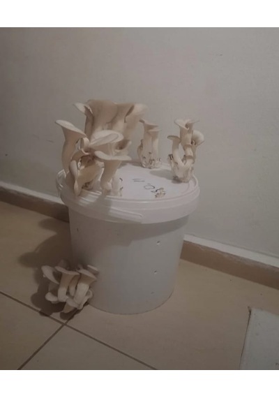 10 Lt Kova Da Istiridye Mantarı Hazır Kompost