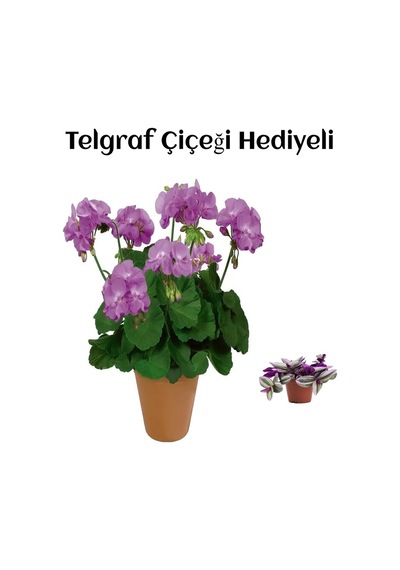 Hediyelik Mor Renk Sardunya Fidanı Sevgililer Gününe Özel Telgraf Hediyeli