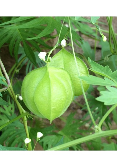 5 Adet Love In A Puff Ballon Vine Heartseed Tohumu