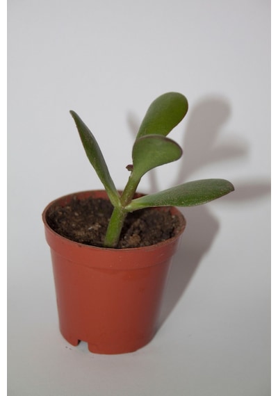 Şans Ve Para Çiçeği Crassula Ovata Tekli 5.5 Cm Küçük Saksıda