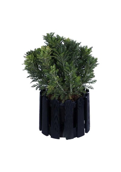 Sarı Çalı Papatyası 20-45 Cm Saksılı Çiçekli Bodur Bitkiler Yellow Daisy