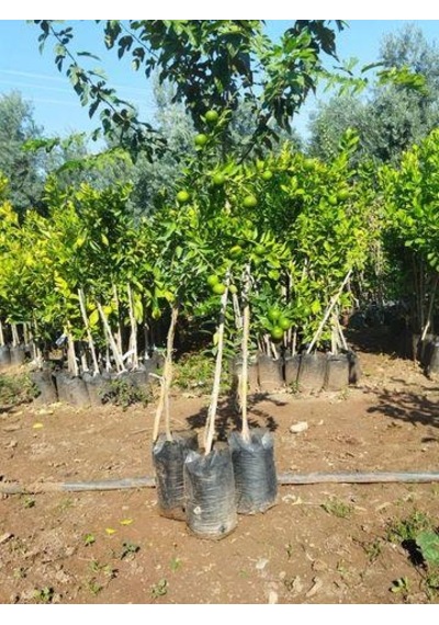 5 Yaş Aşılı Minyatür Çin Turuncu Fidanı +100 cm