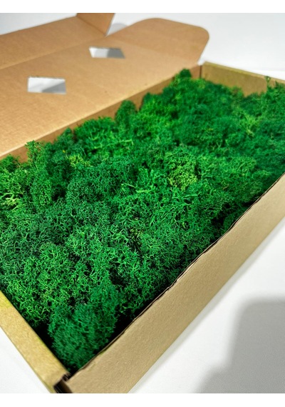 Reindermoss Şoklanmış Norveç Yosunu Terarium Yosunu Grass Green 500 Gr.