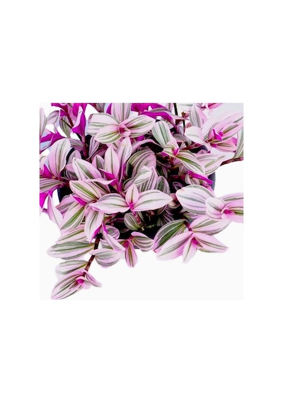Pembe Telgraf Çiçeği – Nanouk Telgraf Çiçeği