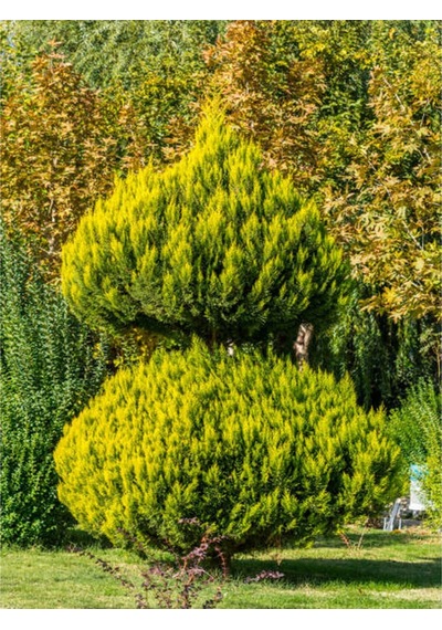 Videolu Limoni Servi Limon Kokulu 20 40cm 1 Adet Saksılı Dış Mekan Bitkisi Cupressus Macrocarpa