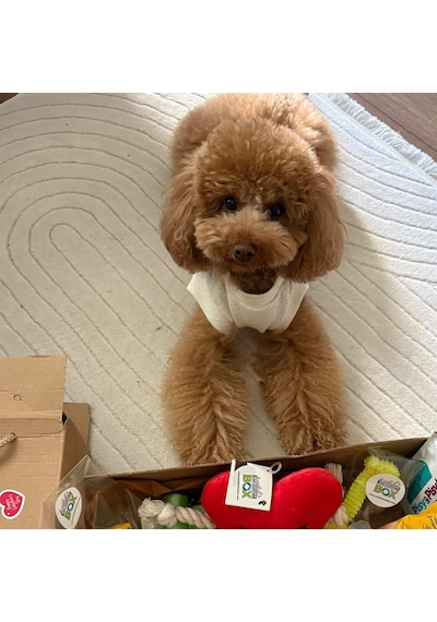 Candostumbox Evcil Hayvan Hediye Kutusu Kedi Köpek Tavşan Kuş B