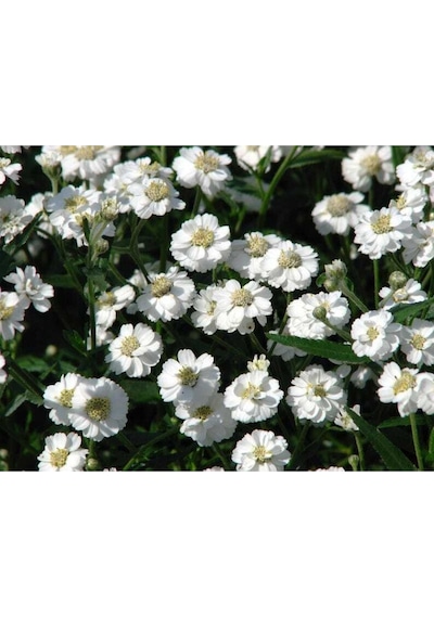 20 Adet Pearl Yarrow Tohumu