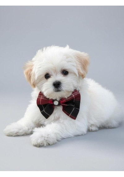 Aristokrat Ekose Silver Köpek Papyonu Tasma Yılbaşı