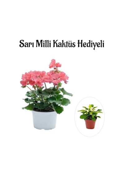 Kadınlar Gününe Özel Toz Pembe Sardunya Çiçeği Sarı Milli Kaktüs Hediyeli