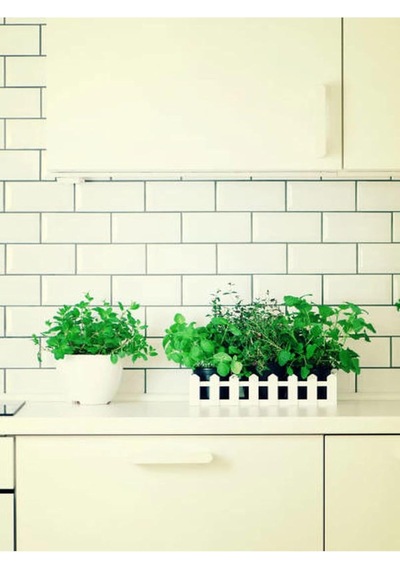 Videolu Mutfakta Bitki Seti Saksıda Kekik Biberiye Adaçayı 10 15 Cm 3 Adet Fidesi Kitchen Herb Set Diğer