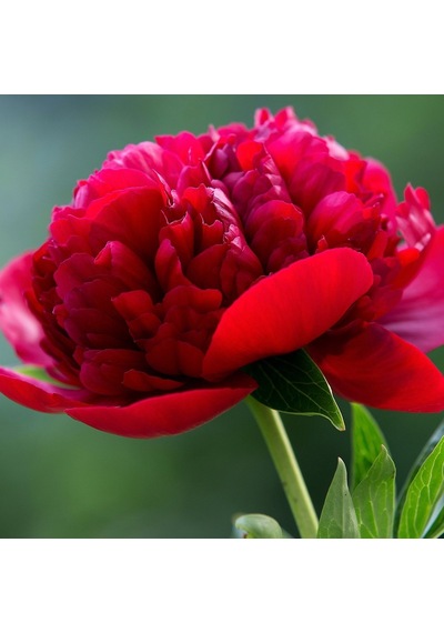 Kırmızı Şakayık Çiçeği Yumrusu Red Peony 1 Adet
