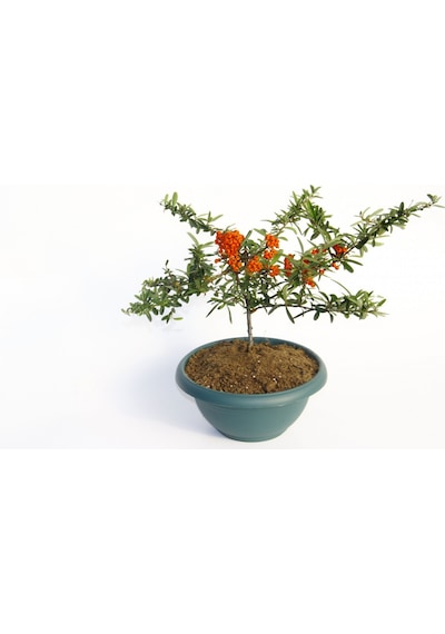Bonsaı Ateş Dikeni Pyracantha Coccinea 3 Adet