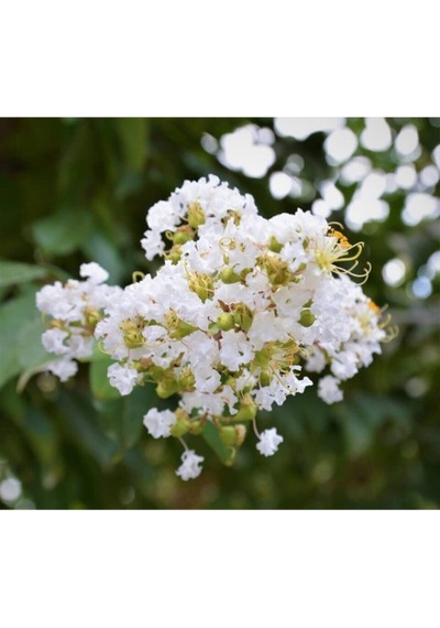 Serada Decor Plant Beyaz Oya Ağacı Fidanı Saksılı 60 Cm 80 Cm