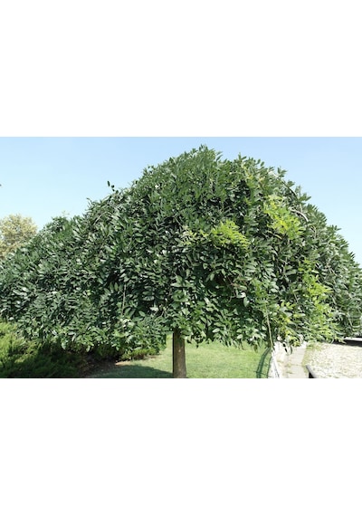 3 Yaş Sophora Ağacı