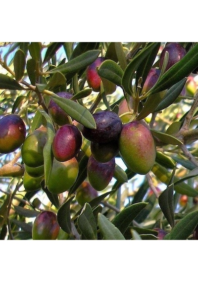 Tüplü Sofralık Manzalina Zeytin Fidanı