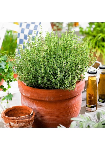 Kekik Nane Fidanı Ikili Set 10-20 Cm Richly Fragrant Thyme Mint Double Set