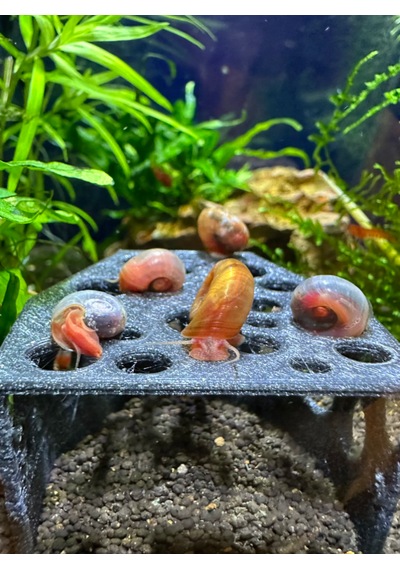 Karides Mağarası Gri Renkli Karidesler Için Delikli Saklanma A