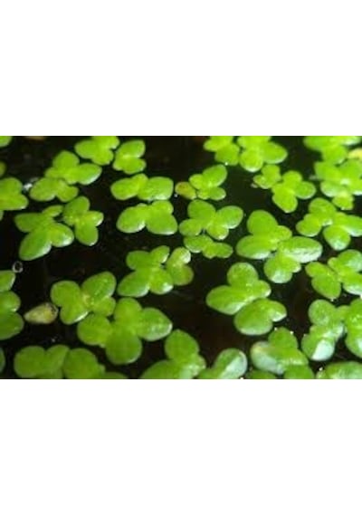 Lemna Minor Su Mercimeği Akvaryum Bitkisi 15 X 15 Cm