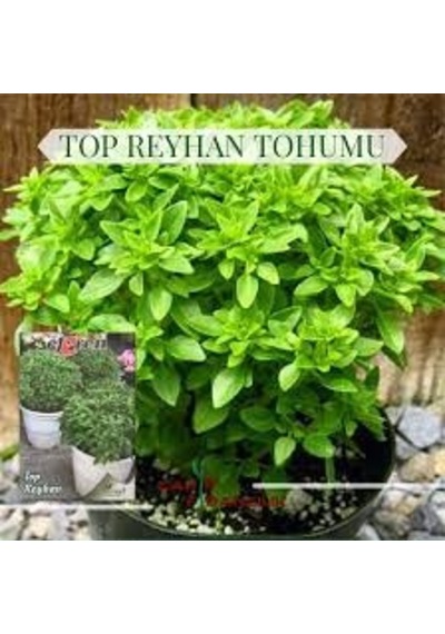 25 Adet Tohum Nadir Kokulu Egzotik Mis Kokulu Top Yeşil Reyhan Çi