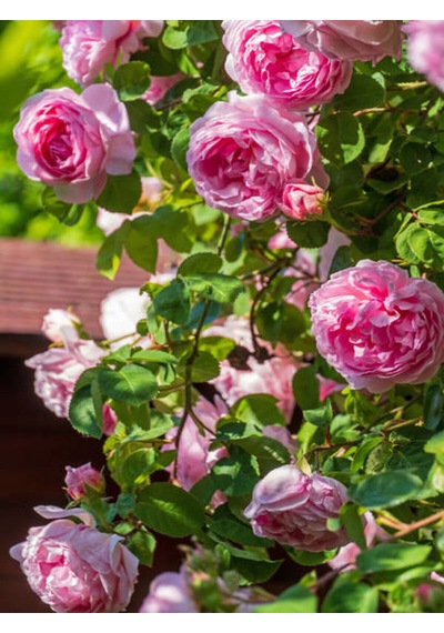 Videolu Sarmaşık Gül Pembe Renkli Kokulu 60 80 Cm 3 Adet Aşılı Gül Pink Rose