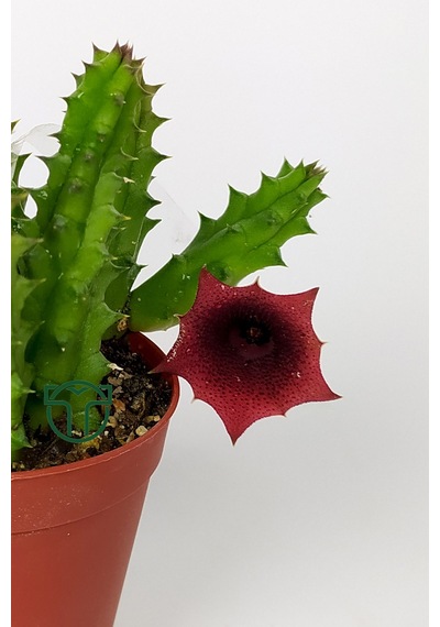 Leş Kaktüsü Huernia Angolensis Küçük Bordo Çiçekli Özel Tür 5.5