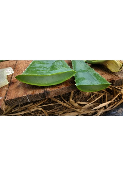 Taze Aloe Vera Yaprağı 2 Kg - Aloe Vera Jel İçerir Sarı Sabır