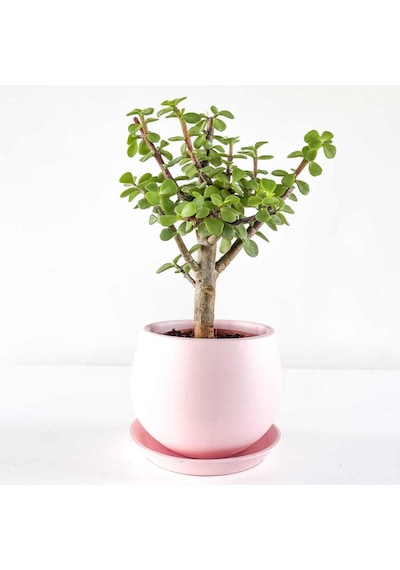 Para Çiçeği Fidanı Sukulent 10-20 Cm