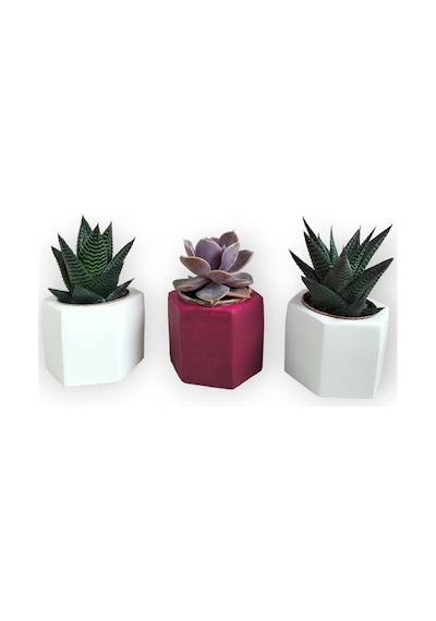 Haworthia & Echeveria 3'lü Sukulent Seti | Kırmızı & Beyaz Seri