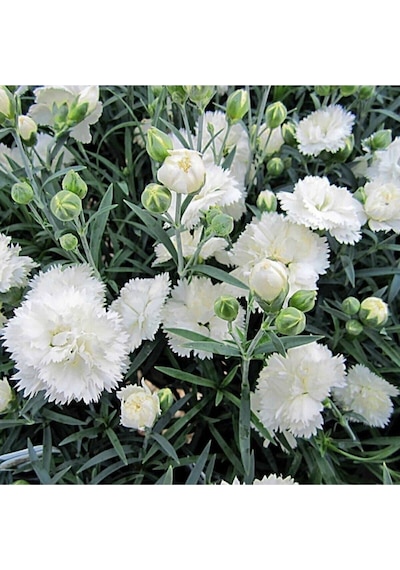 Yoğun Kokulu Beyaz Karanfil Çiçeği 1 Adet Saksılı 40-60cm Dianthus Caryophyllus