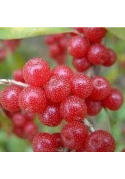 Güz Zeytini Eleagnus Umbellata Fidanı 150 -180 Cm Boyunda Meyve