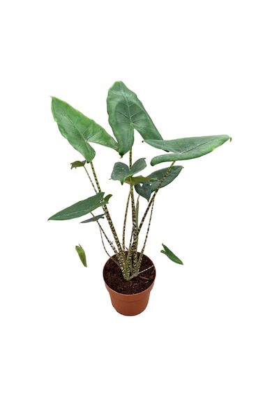 Alocasia Zebrina (Fil Kulağı) Ø21 CM 70-80 CM