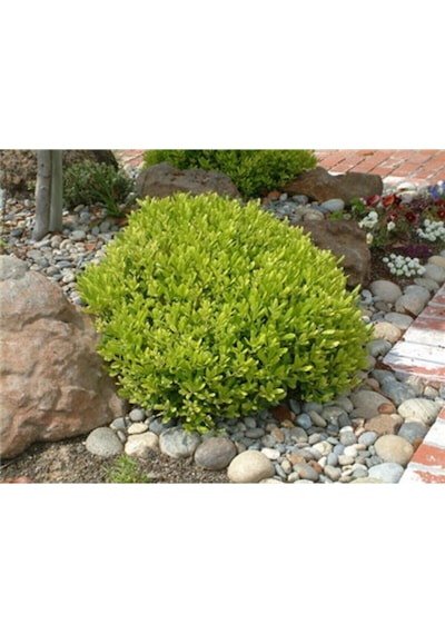 Yıldız Çalısı Pitos 25-35 Cm Saksılı Çiçekli Bodur Bitkiler Pittosporum Tobira