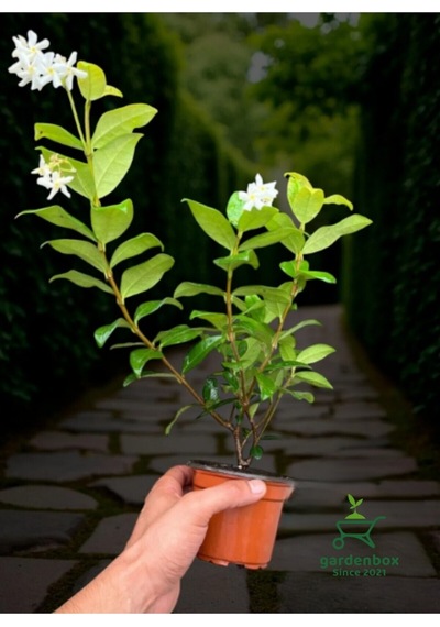 Kokulu Arap Yasemini Sarmaşığı Fidanı Rhyncospermum Jasminoides 20-30 Cm