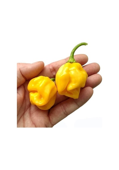 Sarı Acı Sos Biberi Tohumu 5 Tohum Biber Tohumu +